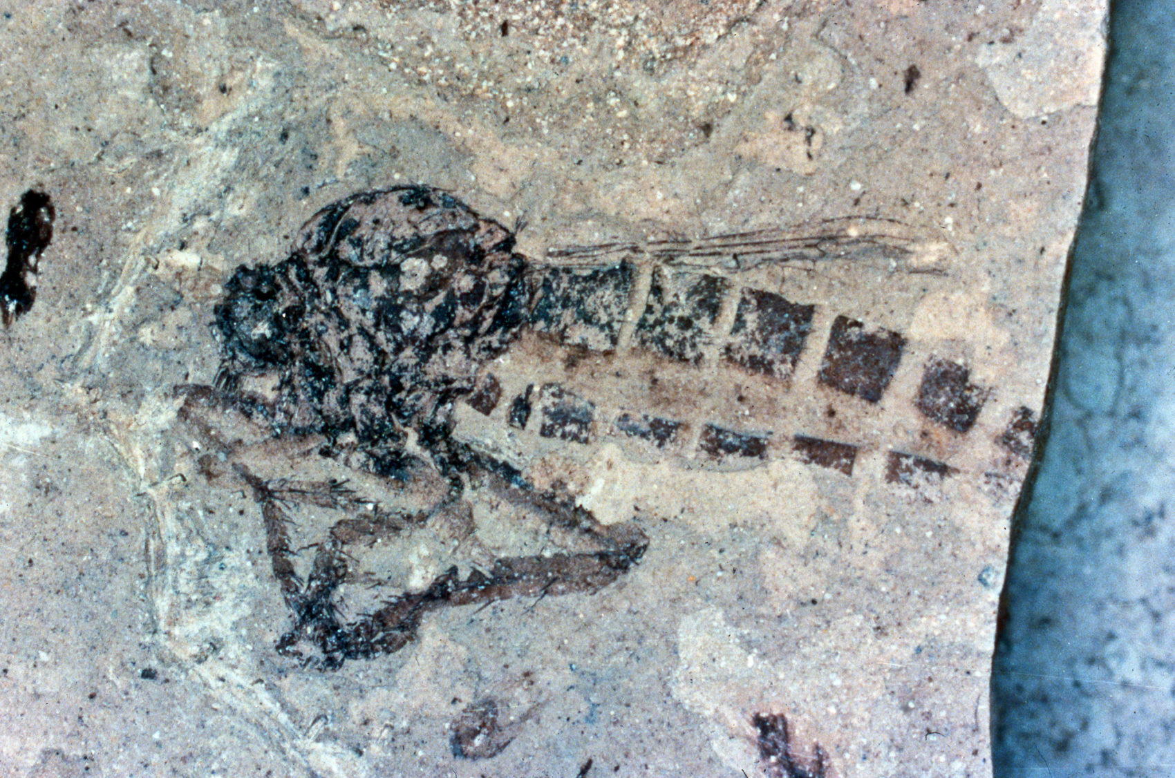 Fossils Colorado Geological Survey