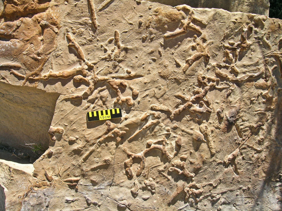 Fossils Colorado Geological Survey