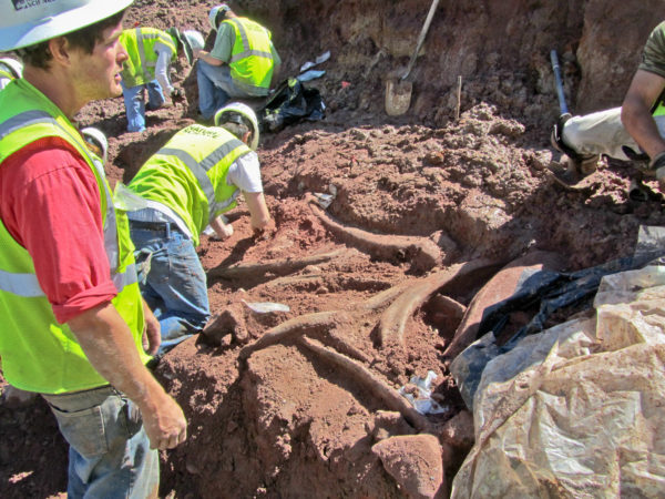 Excavating Pleistocene megafauna at the "Snow Mastodon" site in Pitkin County in 2011. Photo credit: VInce Matthews for the CGS.