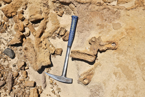 Trace fossils (Ophiomorpha burrows) in the Fox Hills Sandstone, Titanium Ridge area, Colorado. Hammer is ~16 inches (~41 cm) long. Photo credit: Michael O'Keeffe for the CGS.