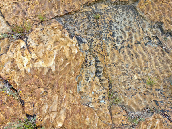 Ripple marks in the Dakota sandstone, Dinosaur Ridge, near Morrison, Colorado. Photo credit: CGS.