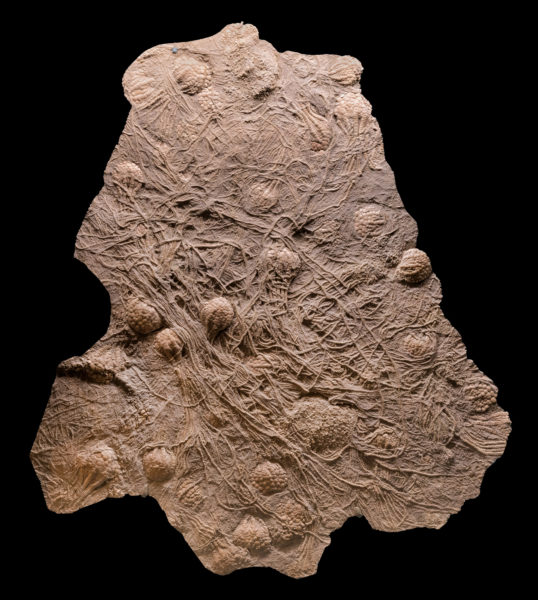 Echinoderm (Uintacrinus socialis, a crinoid) from the Cretaceous Mancos shale in Mesa County, Colorado. Photo credit: Denver Museum of Nature and Science, #DMNH_EPI_6000.