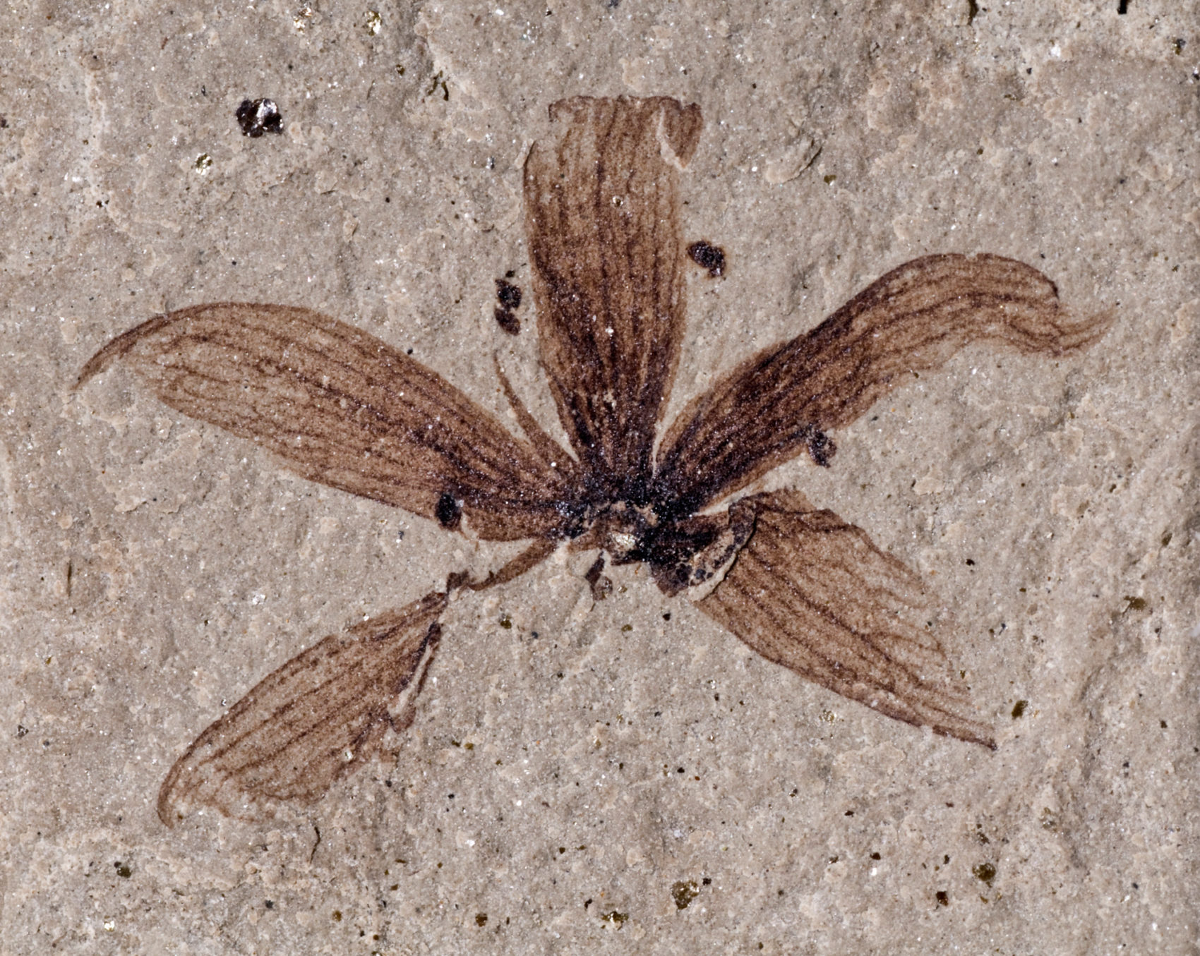 Fossils Colorado Geological Survey