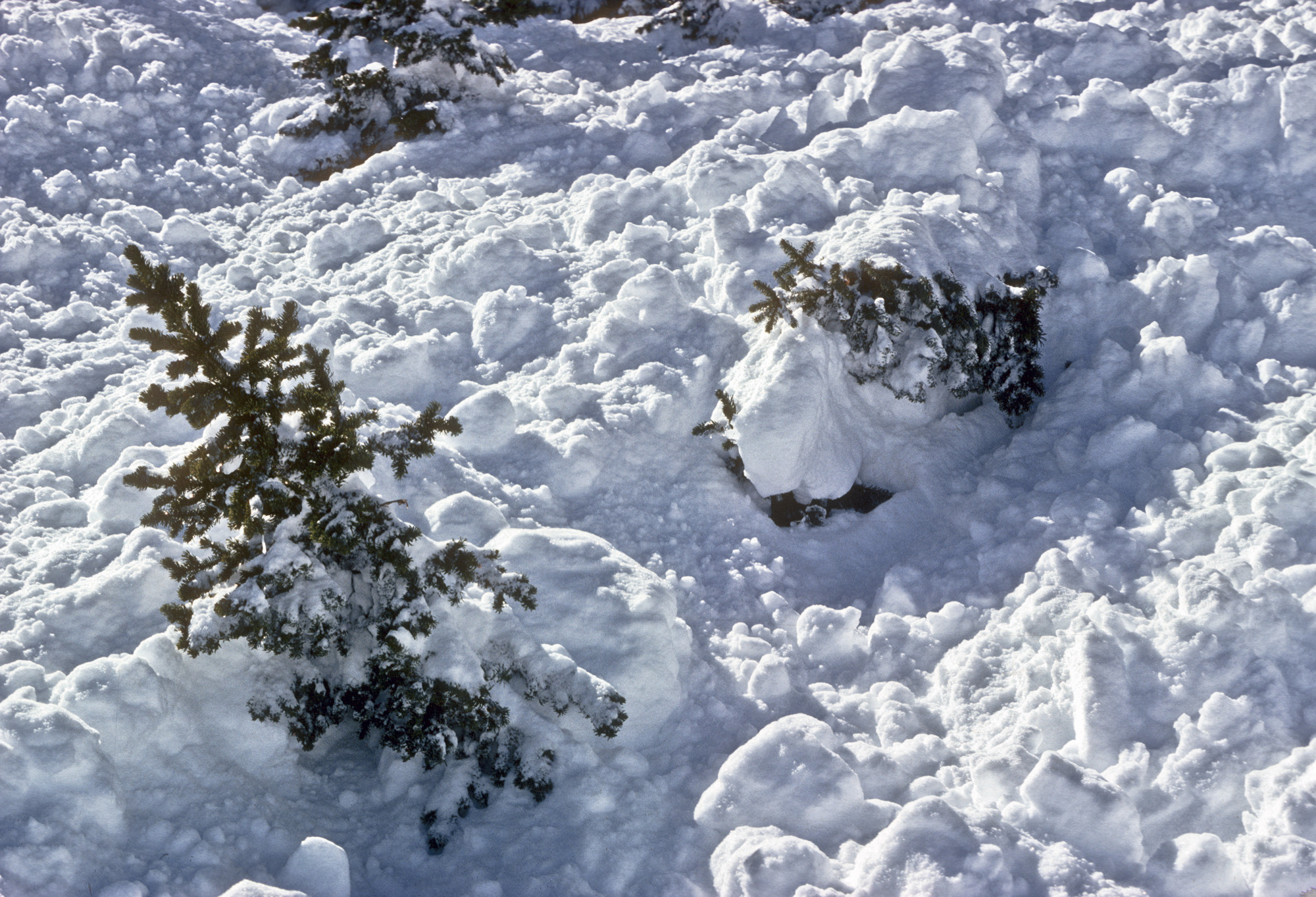 Avalanche snow with disturbed vegetation in runout zone. Photo credit: Colorado Geological Survey.|SP-39 The Snowy Torrents: Figure 12. Accident 81-21