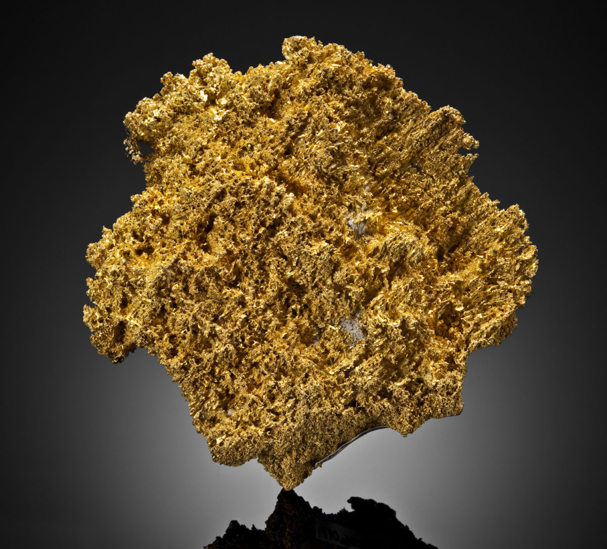 Gold; 9.5 cm tall, from the Little Jonny (Ibex) Mine, Leadville, Lake County, Colorado, USA, in the National Mining Hall of Fame Museum collection. Photo credit: Mark Mauthner.
