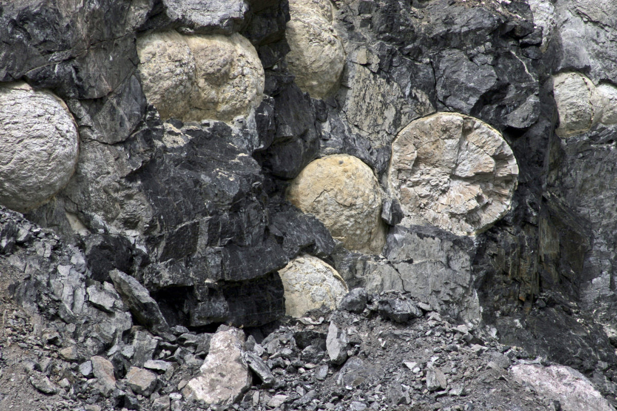 A volcanic rock with larger crystals (phenocrysts) embedded in a glassy groundmass is called a vitrophyre. Here occurring within a thick layer of rhyolitic vitrophyre is a groundmass of obsidian, with exceptionally large spherical phenocrysts (spherulites). These are devitrification textures that formed in the glass during cooling. The spherulites are composed of laths that radiate from the center of the sphere. Most devitrification spherulites are less than a centimeter in size, so these large ones, some over four meters in diameter, are most unusual. Obsidian quarry near Silvercliff, Colorado, September 2005. Photo credit: Vince Matthews for the CGS.