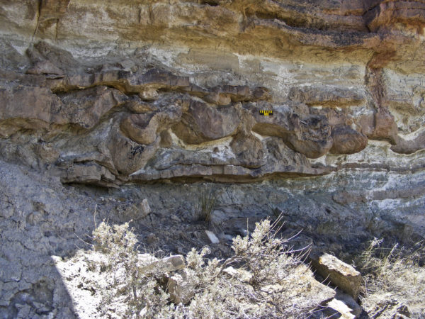 Multiple layers of dinosaur tracks (side view) in upper Morrison Formation, Orchard City quadrangle, Delta County, Colorado, July 2009. Photo credit: David Noe for the CGS.
