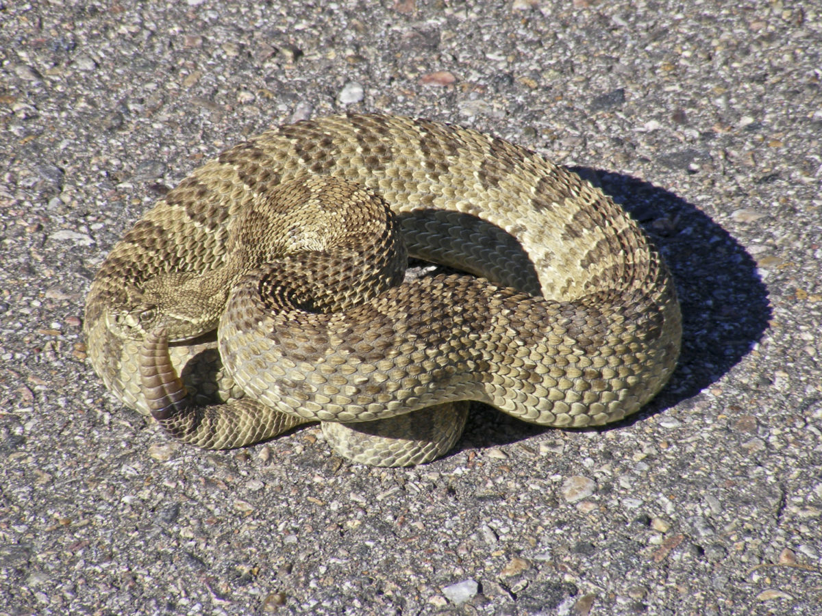 Prairie rattlesnake (Crotalus viridis)—aka Western or Timber rattlesnake—on County Road 33, Routt County, Colorado, August 2008. Photo credit: David Noe for the CGS.