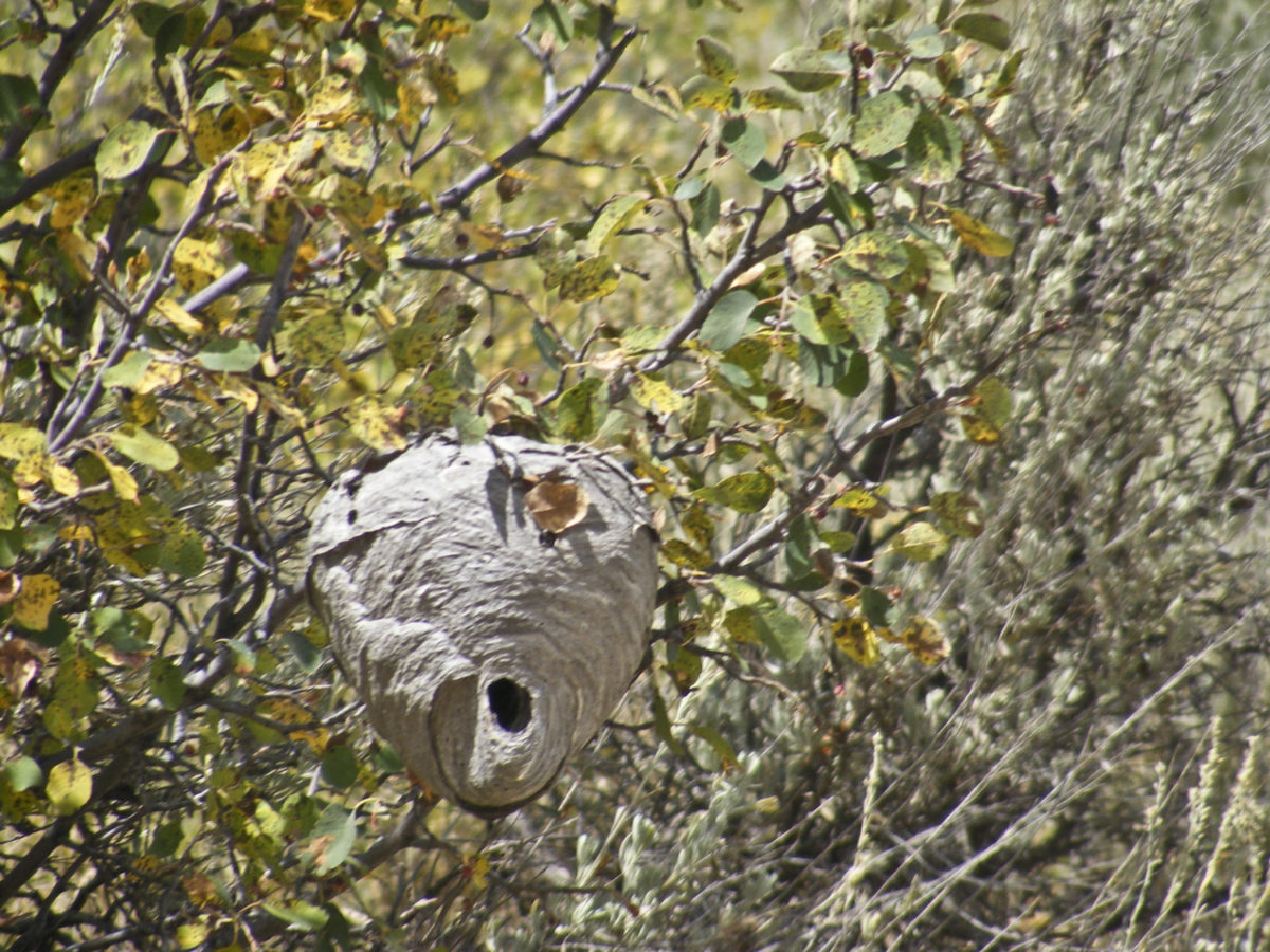 Wasp nest in serviceberry bush, Milner quadrangle, Routt County, Colorado, September 2008. Photo credit: David Noe for the CGS.