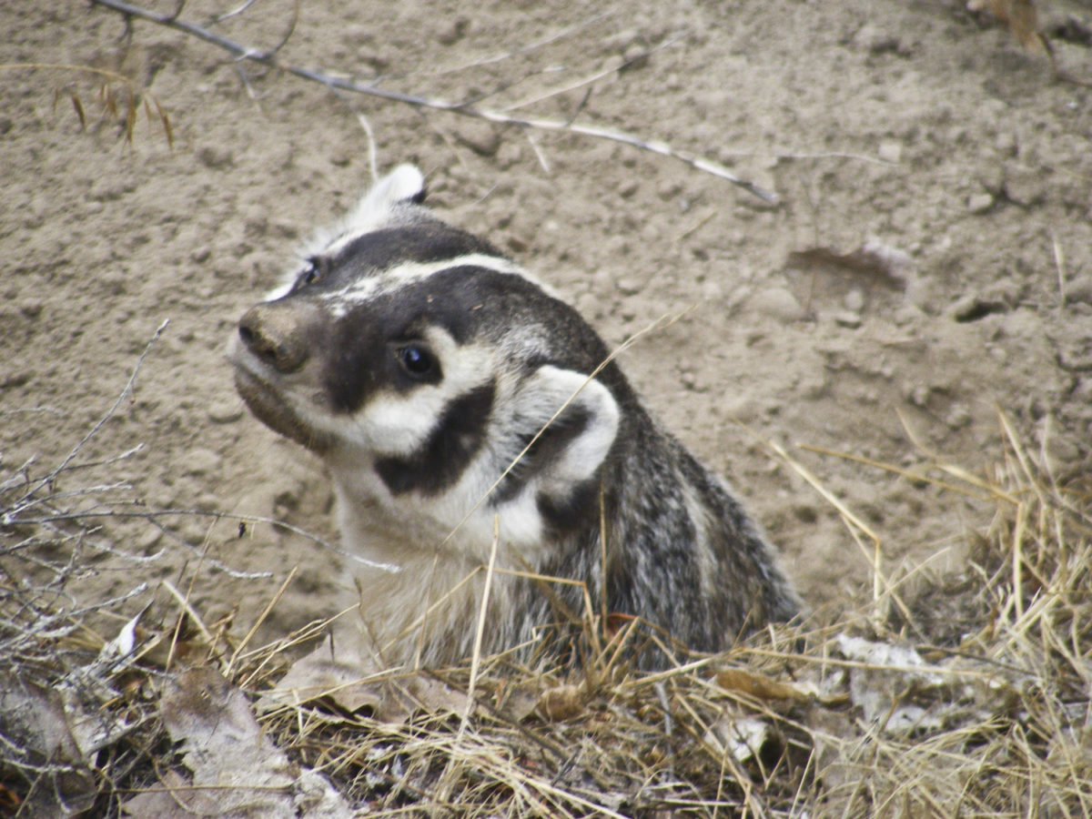 American badger (Taxidea taxus) can be dangerous defending young or when cornered. Routt County, Colorado, September 2009. Photo credit: David Noe for the CGS.