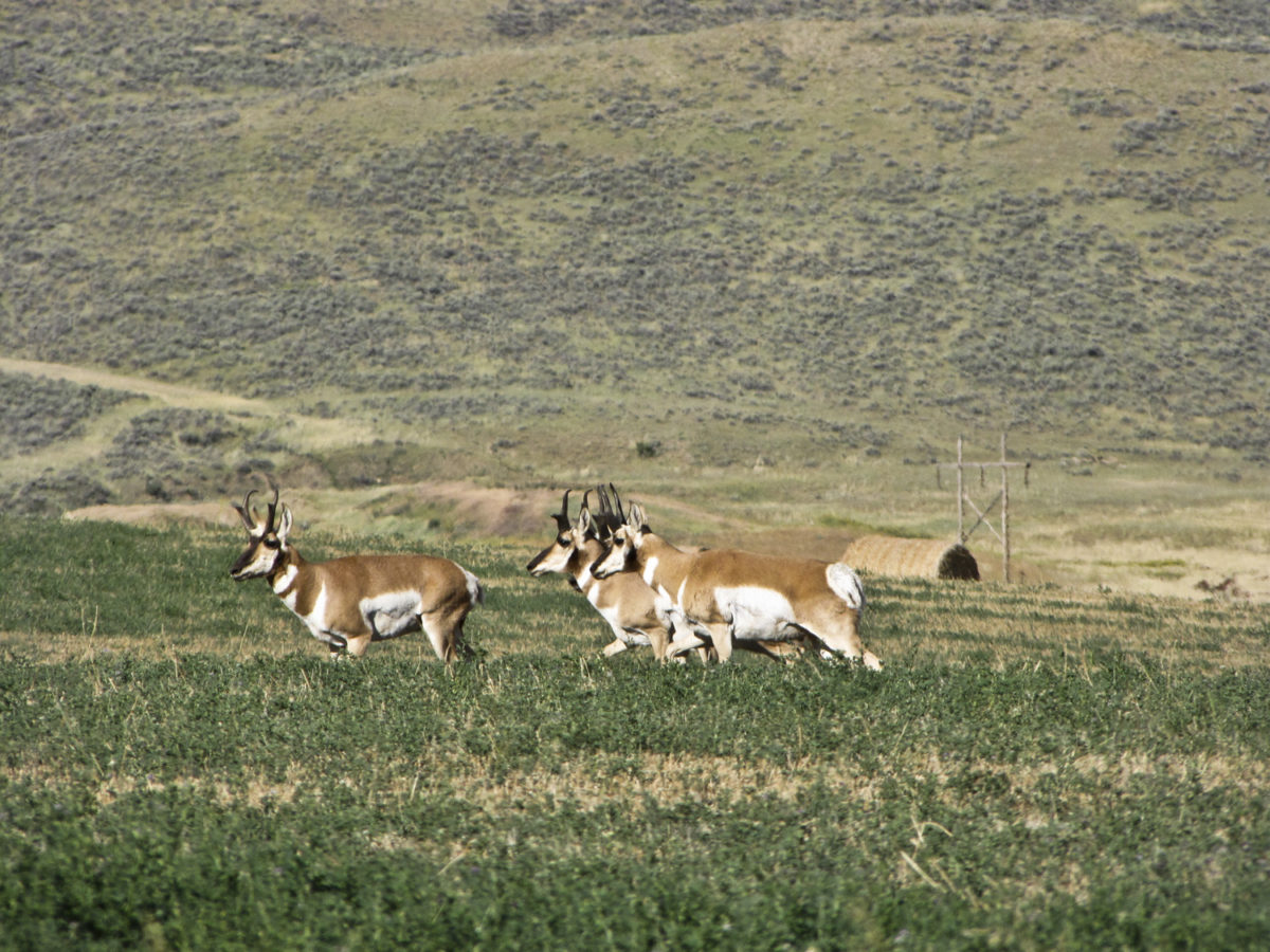 Pronghorn (Antilocapra americana) are not a particular danger, but any wildlife needs to be respected and given wide berth. Moffat County, Colorado, August 2011. Photo credit: Peter Barkmann for the CGS