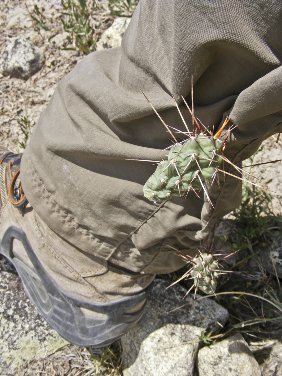 Much of Colorado, up to 10,000 ft (3000 m) is home to a variety of cactii including this Buckhorn cholla (Cylindropuntia acanthocarpa) which can make for a very uncomfortable encounter near Paonia, Colorado, August 2013. Photo credit: David Noe for the CGS.