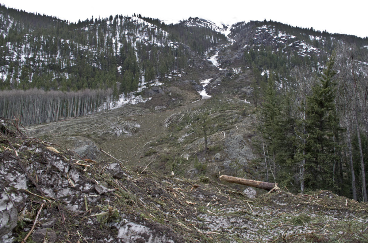Looking up the avalanche chute along Henson Creek in Hinsdale County, Colorado, April 2019. Photo credit: Jon Lovekin for the CGS.