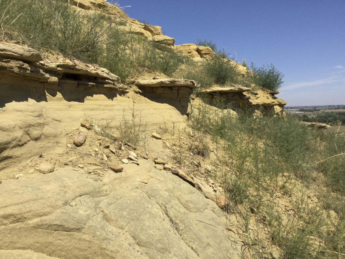 Outcrop of the Fox Hills Sandstone on the south side of the Cache La Poudre River in the Bracewell quad. August 2019. Photo credit: Martin Palkovic for the CGS.