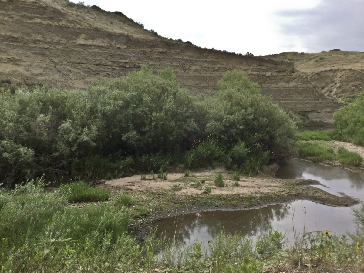 Cache La Poudre River alluvium (Qa1) flanks a stream cut of Fox Hills Sandstone in the western part of the Bracewell quad, August 2019. Photo credit: Martin Palkovic for the CGS.