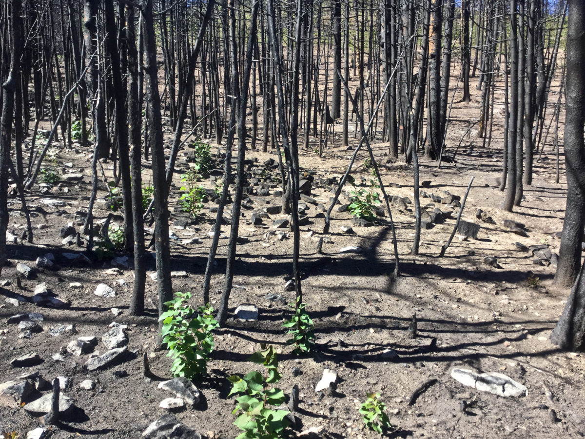 Some vegetation returning two months after wildfire, Paradise Acres, Huerfano County, Colorado, August 2018. Photo credit: Kevin McCoy for the CGS.
