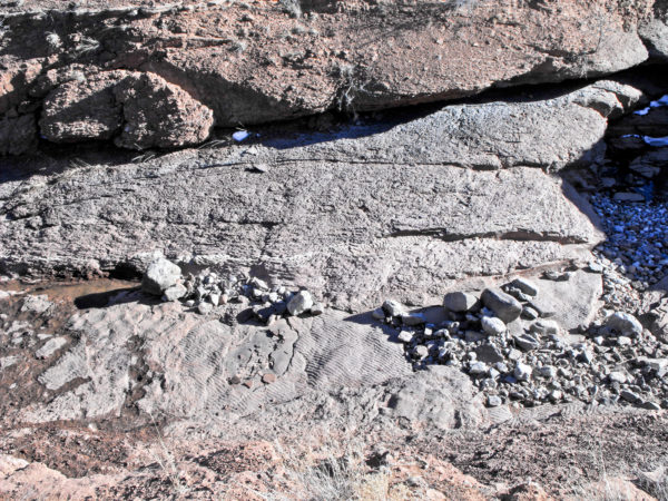An outcrop of laminated and ripple-marked fine-grained limestone of the Lykins Formation in Red Mountain Open Space, Larimer County. Photo credit: Jon White for the CGS.