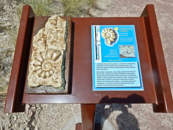 Sign along the Greenhorn Trail showing where the ammonite Collignoceras woollgari, a Turonian index fossil, could be found. Photo credit: Cindy Smith.