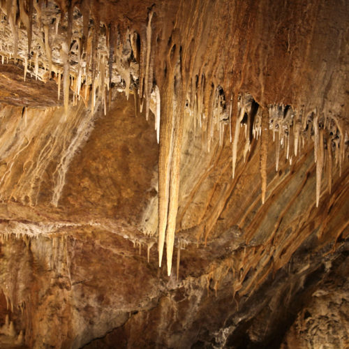 Limestone speleothems (var. stalactite) hang from the ceiling of Glenwood Caverns, Glenwood Springs, Colorado. Photo credit: Vince Matthews for the CGS.